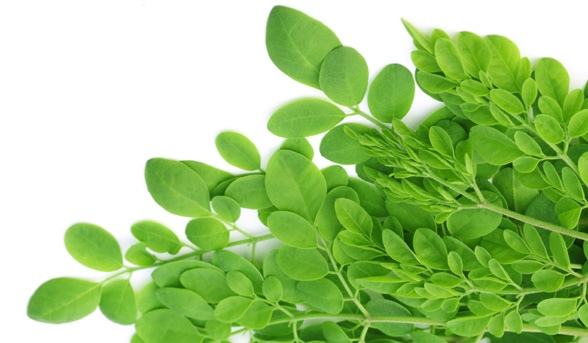 The health and beauty benefits of moringa