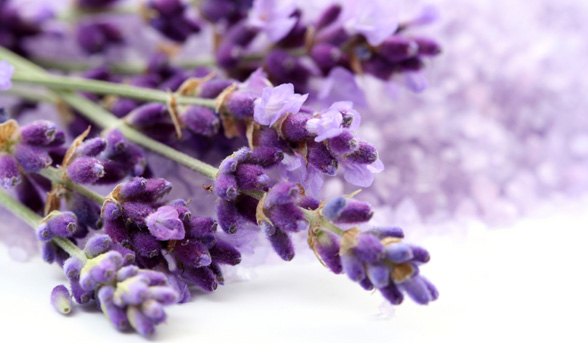 Benefits of lavender