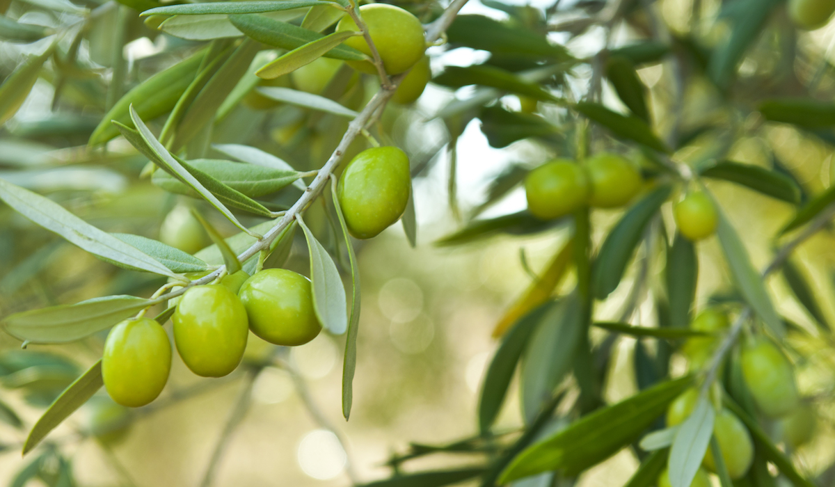 3 things olive leaf extract can do for your hair, skin and health