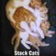 stackcats